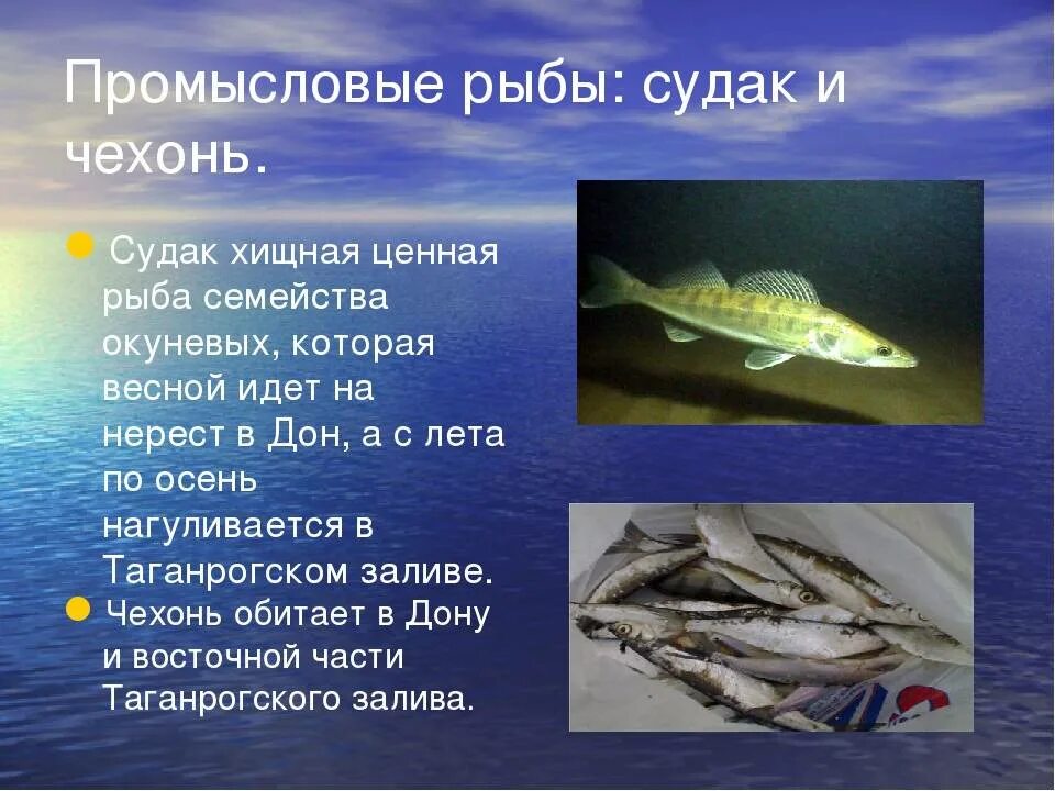 Промысловые рыбы 7 класс. Промысловые рыбы. Ценные промысловые рыбы. Промысловые рыбы России. Рыба для презентации.