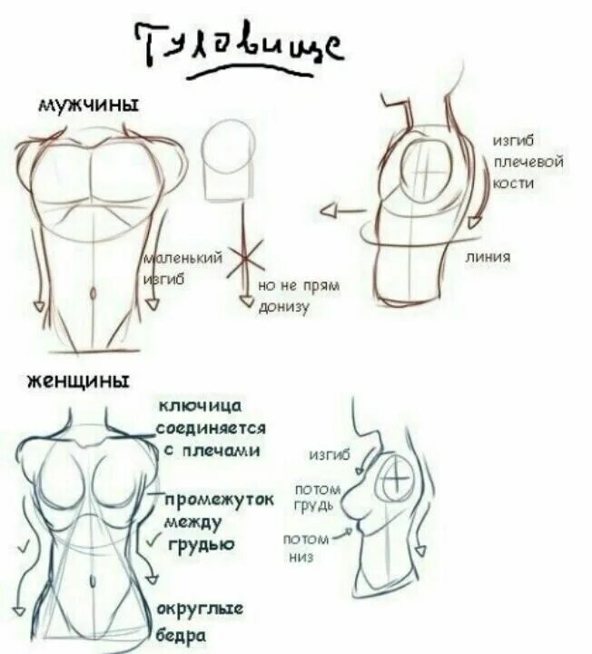 Советы по рисованию тело. Анатомия груди для рисования. Правильная рисовка тела. Женская грудь рисунок. Изгиб плеча