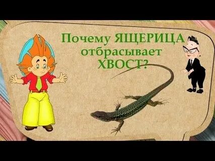Почему ящерица теряет хвост