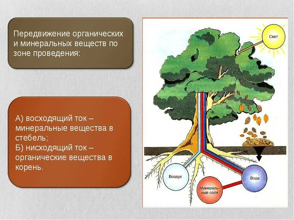 Восходящий и нисходящий ток. Передвижение органических веществ в растении. Транспорт веществ у растений. Передвижение Минеральных веществ в растении. Передвижение питательных веществ по растению.