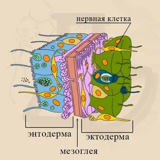 Кожно мускульные функции