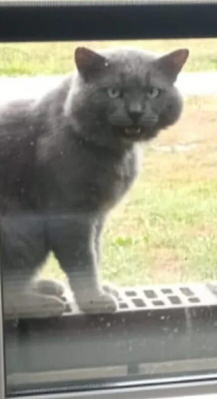 Кот ося из музея ахматовой новости. Вернулся пропавший кот. Теперь у меня два одинаковых кота. Вернулся пропавший кот. Вернулся пропавший кот.