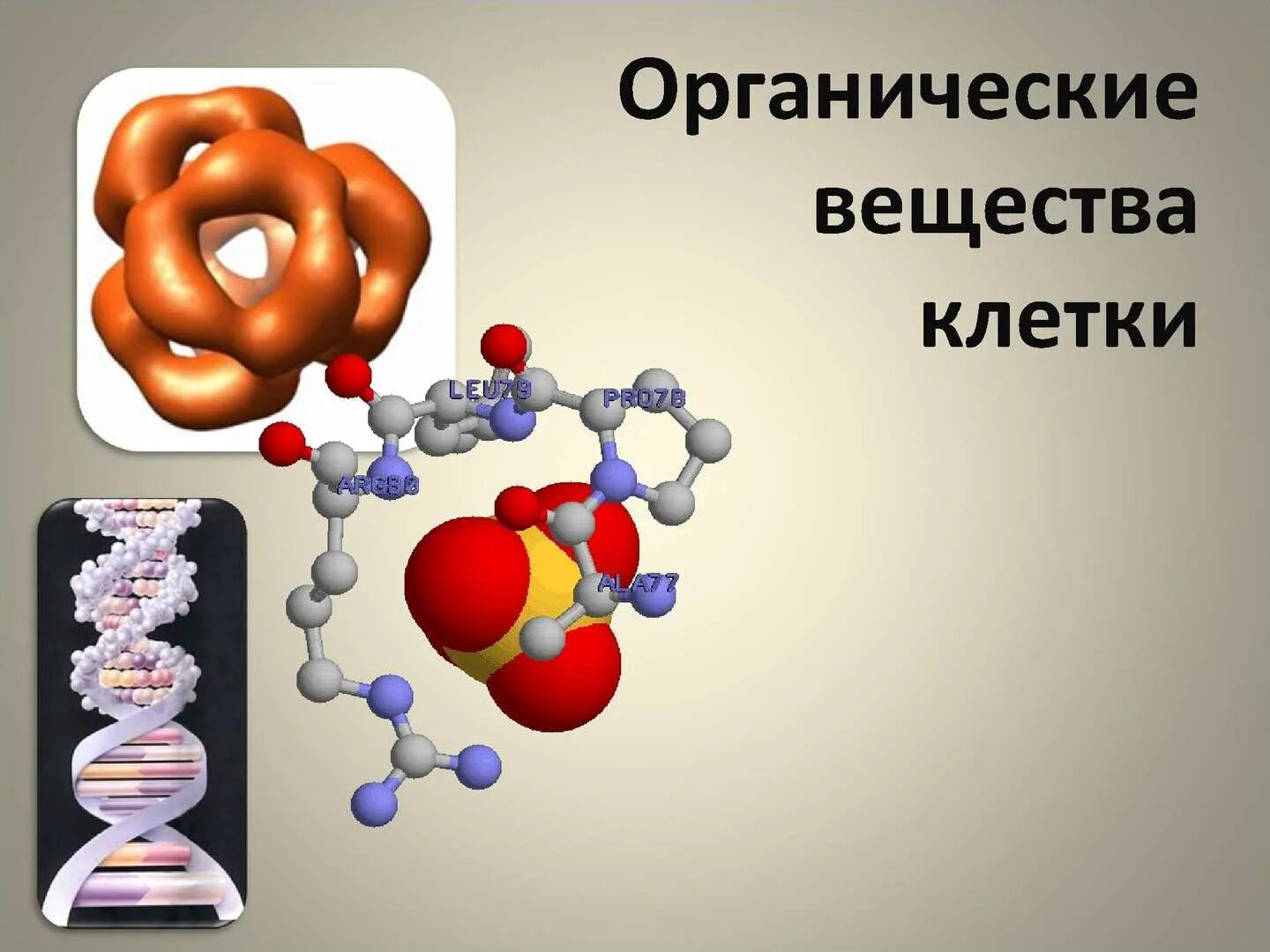 Органические вещества клетки. Органические вещества клетки биология. Все органические вещества клетки. Органические соединения клетки.