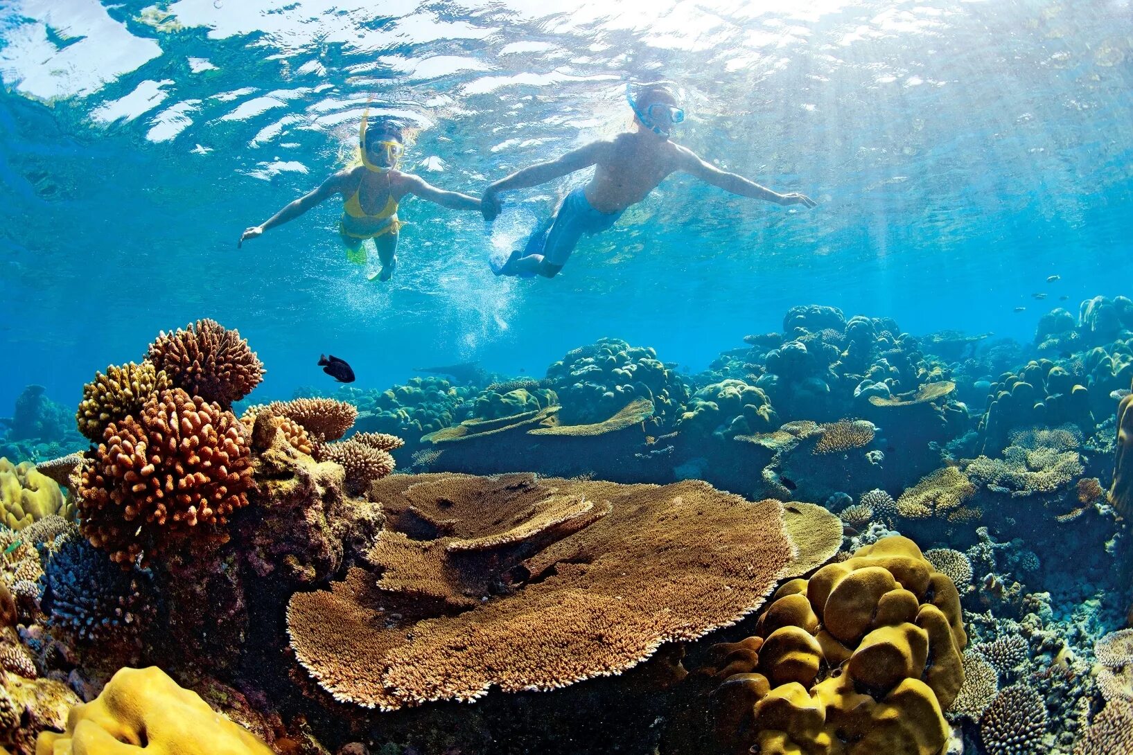 Ocean travel. Коралловые рифы Мальдивы снорклинг. Мальдивы снорклинг риф. Снорклинг на коралловом рифе. Коралловый риф Мальдивы.