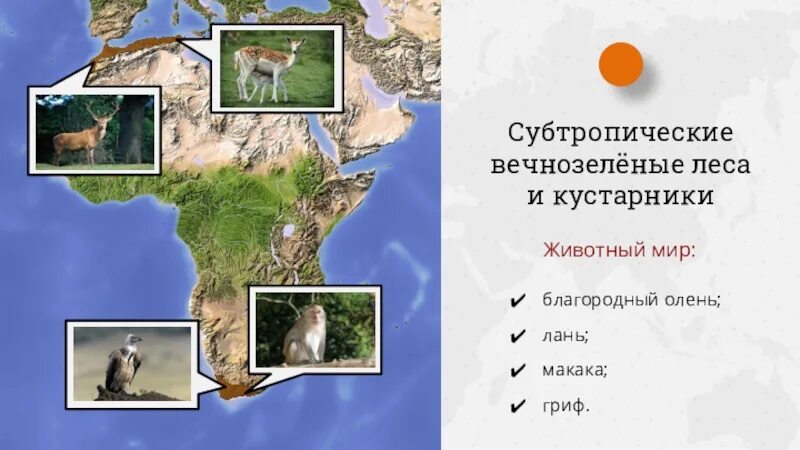 Природная зона жестколистные леса и кустарники. Животные субтропических вечнозеленых лесов. Животные субтропических вечнозеленых лесов. Природные зоны африки. Дождевые леса восточного побережья австралии.