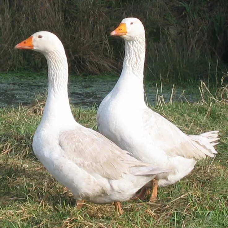 два белых гуся. два гуся. два гуся. два гуся. пара гусей.