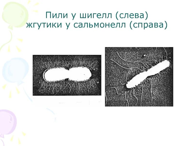 Шигеллы антигенная структура. Шигеллы жгутики. Пили и жгутики сальмонелл. Жгутики сальмонелл схема. Пили у простейших