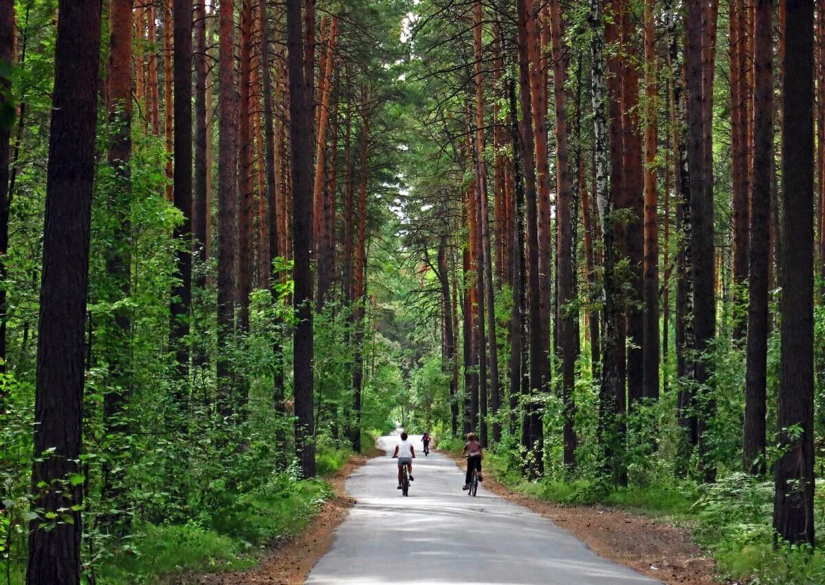 Лесной парк. Город Новосибирск Заельцовский парк. Заельцовский Бор Новосибирск. ПКИО Заельцовский парк. ПКИО Заельцовский парк Новосибирск.