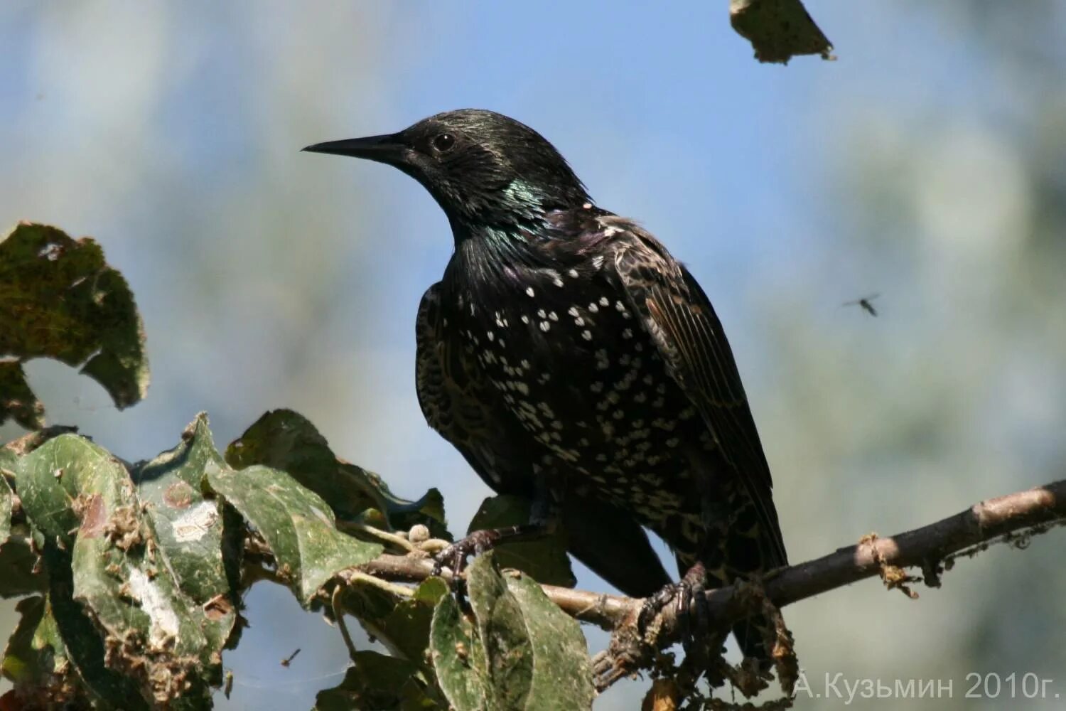 скворец ягодник. капский скворец. похож на скворца. серая птичка скворец. даурский скворец.