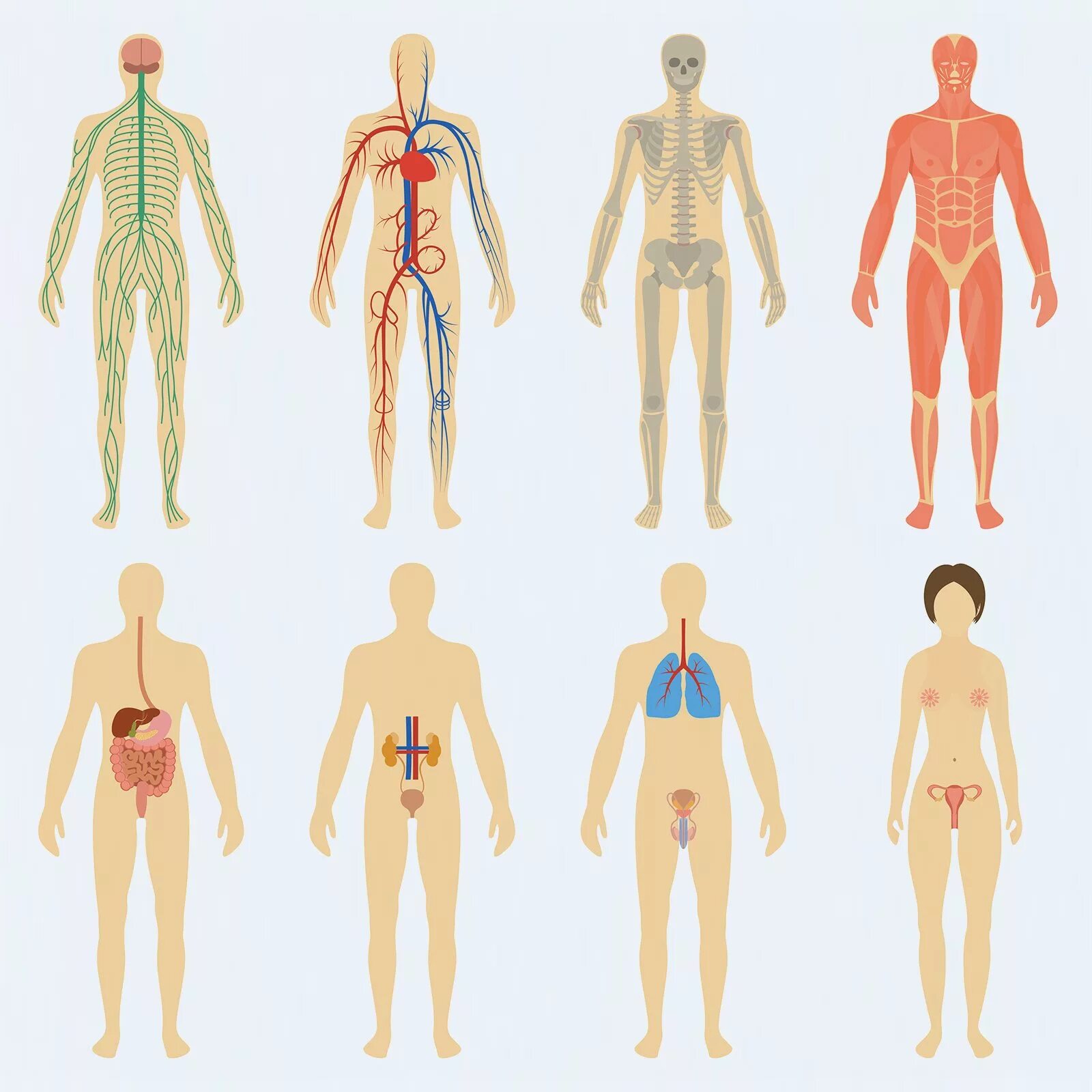 Изображения систем органов человека. Человеческий организм. Строение тела человека. Внутренняя система человека.