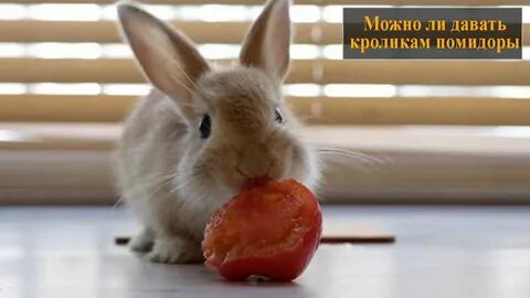 Редиску кроликам