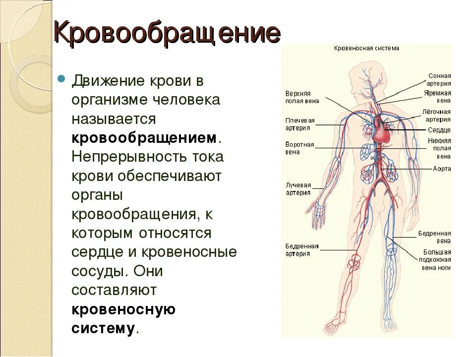 Кровеносная система кровообращение. Кровеносная система человека схема движения крови. Движение крови по кровеносной системе. Схема потока крови в организме. Непрерывное движение крови по организму