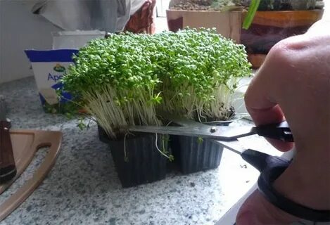 Микрозелень после срезки