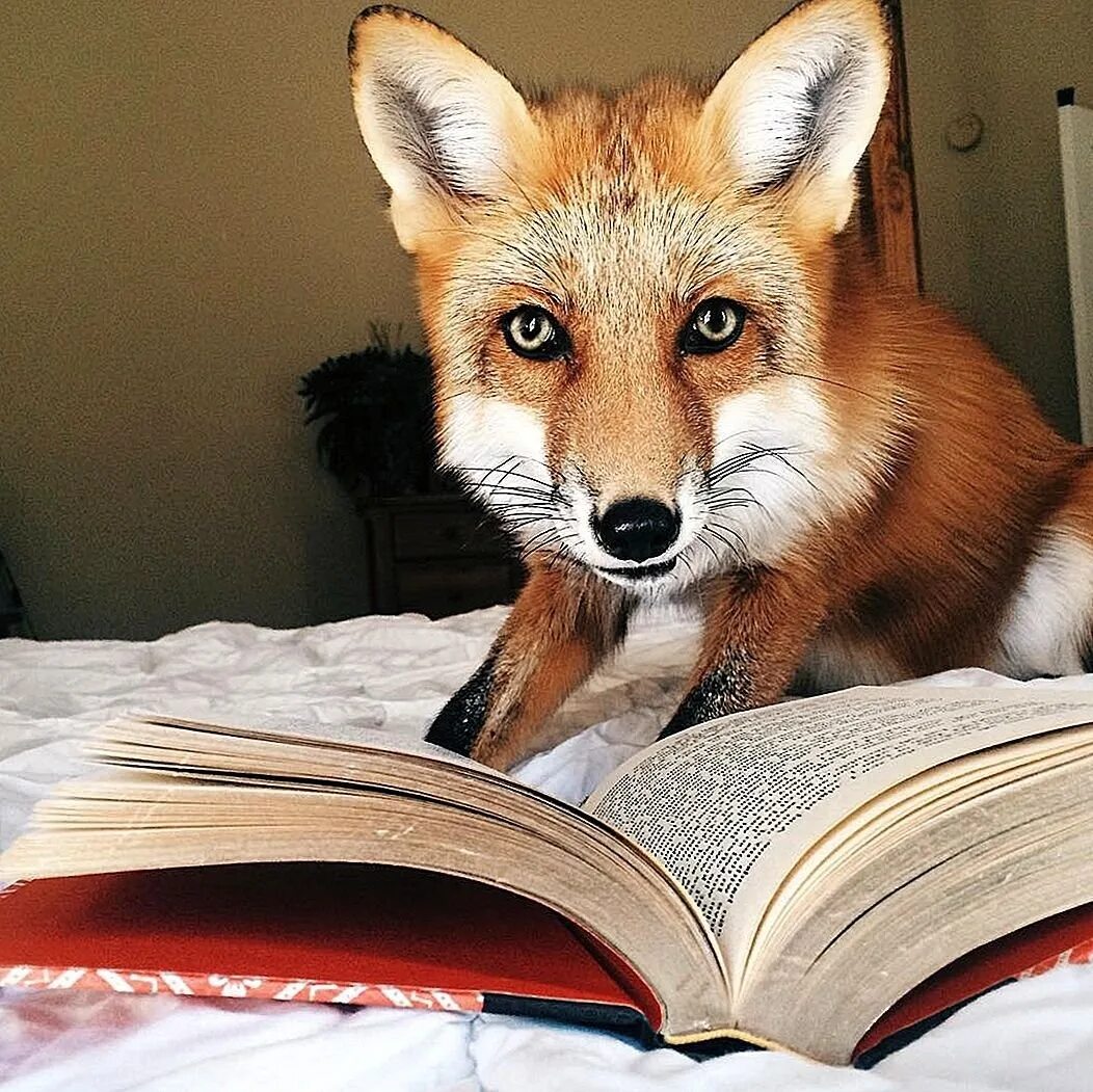 Reading fox. Джунипер Фокс. Счастливая лиса Джунипер. Умный Лис.