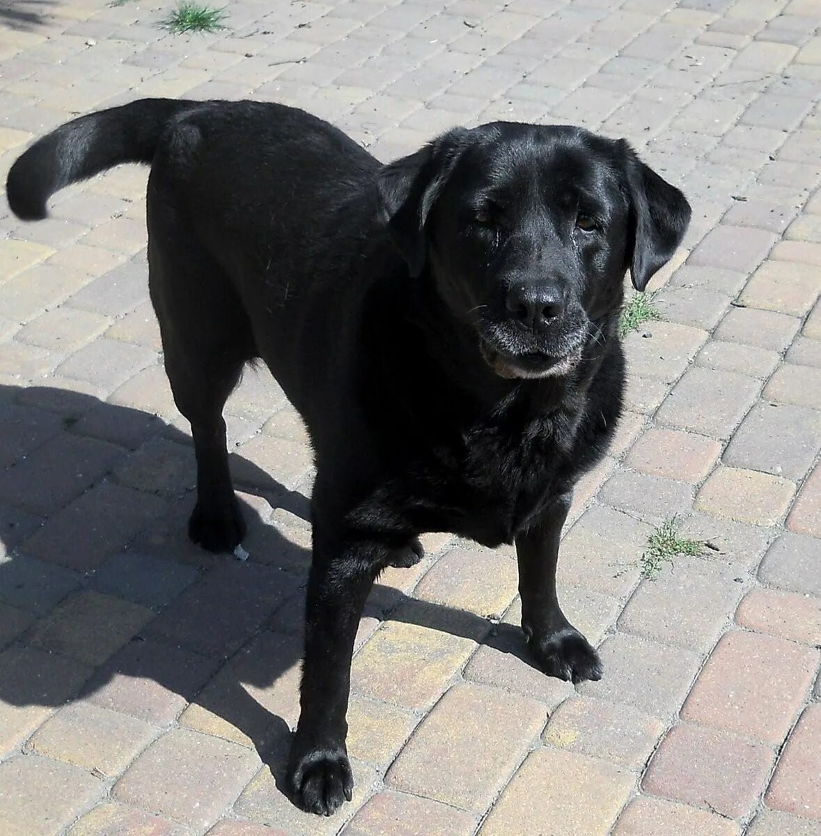Лабрадор ретривер черный щенок. Черный лабрадор ретвилер. Лабрадор черный. Лабрадор ретривер черный гладкошерстный. Лабрадор черный гладкошерстный.
