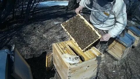 Когда выставлять пчел