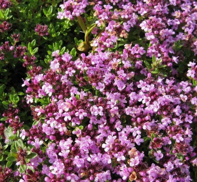 Чабрец какое. Тимьян ползучий (Thymus serpyllum 'Magic Carpet'). Чабрец ползучий. Тимьян (чабрец). Тимьян Кокцинеус.