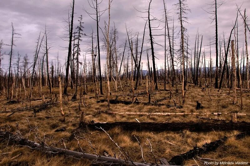 Норильск Выжженная тундра. Мончегорск кислотные дожди. Мончегорск Выжженная земля. Техногенная Пустошь Мончегорск.