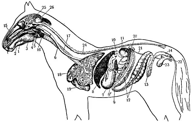 Пищеварительная система лошади анатомия. Органы пищеварения лошади схема. Топография пищеварительной системы лошади. Пищеварительный тракт лошади.