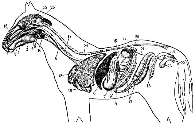 Пищевод у крс. Пищеварительная система лошади анатомия. Органы пищеварения лошади схема. Топография пищеварительной системы лошади. Пищеварительный тракт лошади.