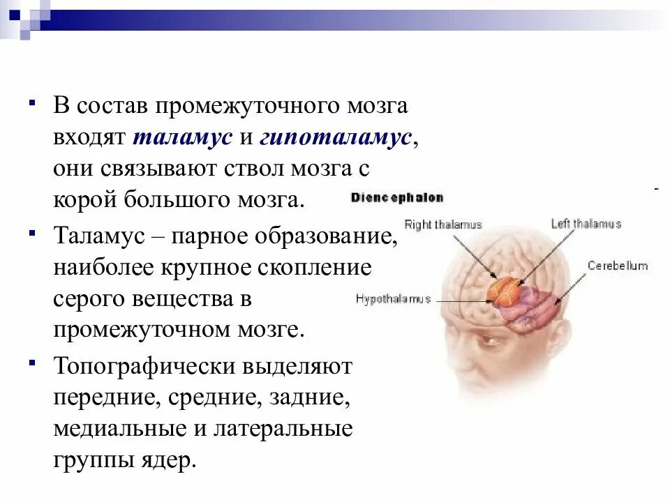 Каковы функции таламуса. Таламус строение и функции. Строение таламуса кратко. Мозг человека таламус. Строение и функции таламуса и гипоталамуса.