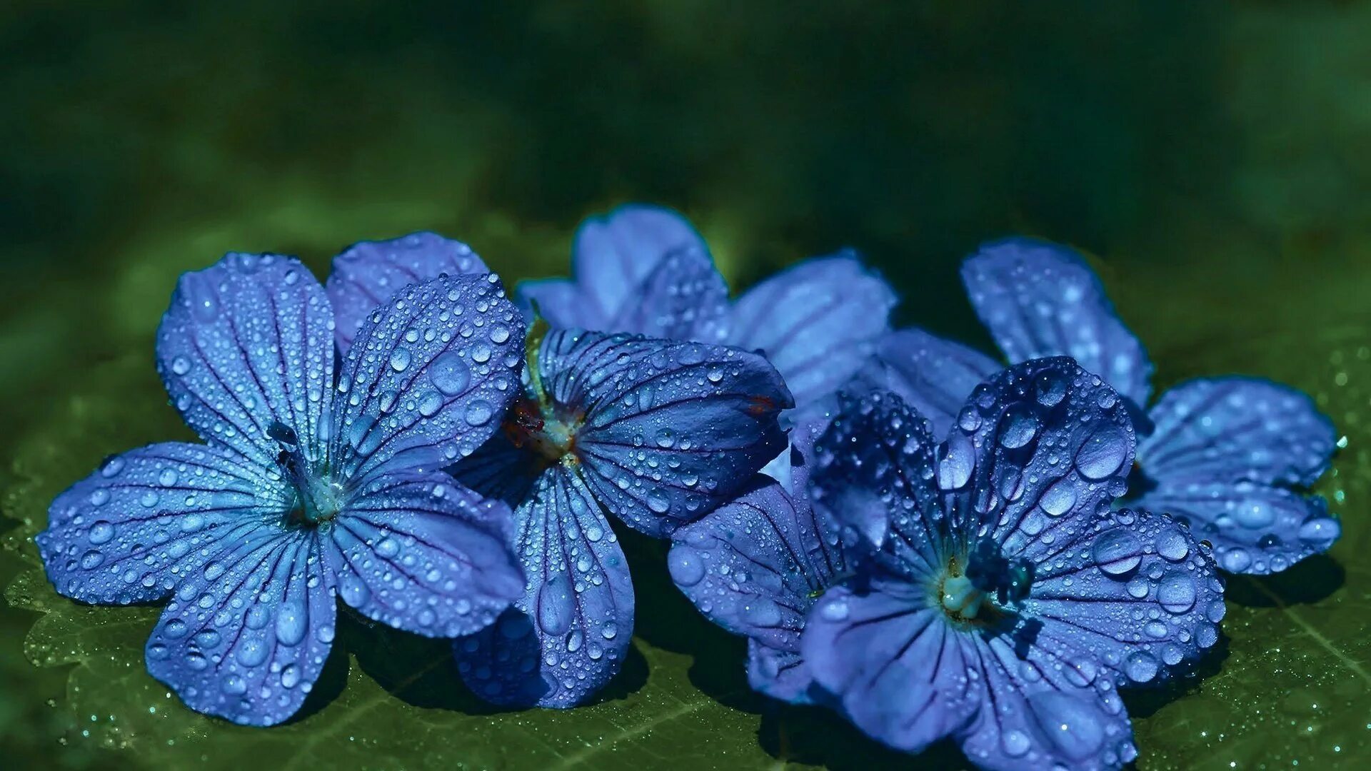 Растение Лютик голубой. Синий Лютик цветок. Лютик голубой полевой. Голубой Лютик ранункулюс.