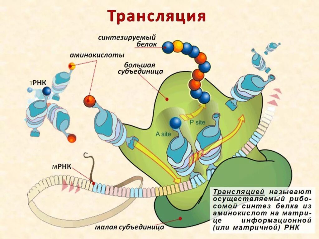 Синтез рисунок. Схема трансляции синтеза белка. Трансляция белка. Трансляция Синтез белка. Трансляция белка схема.