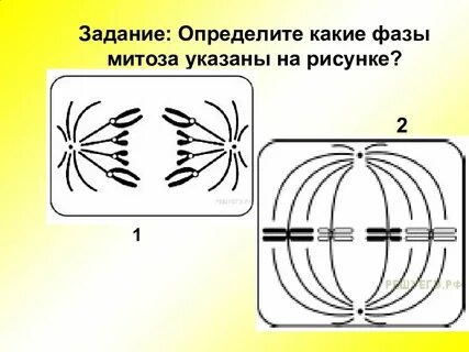 Изобразить фазы митоза