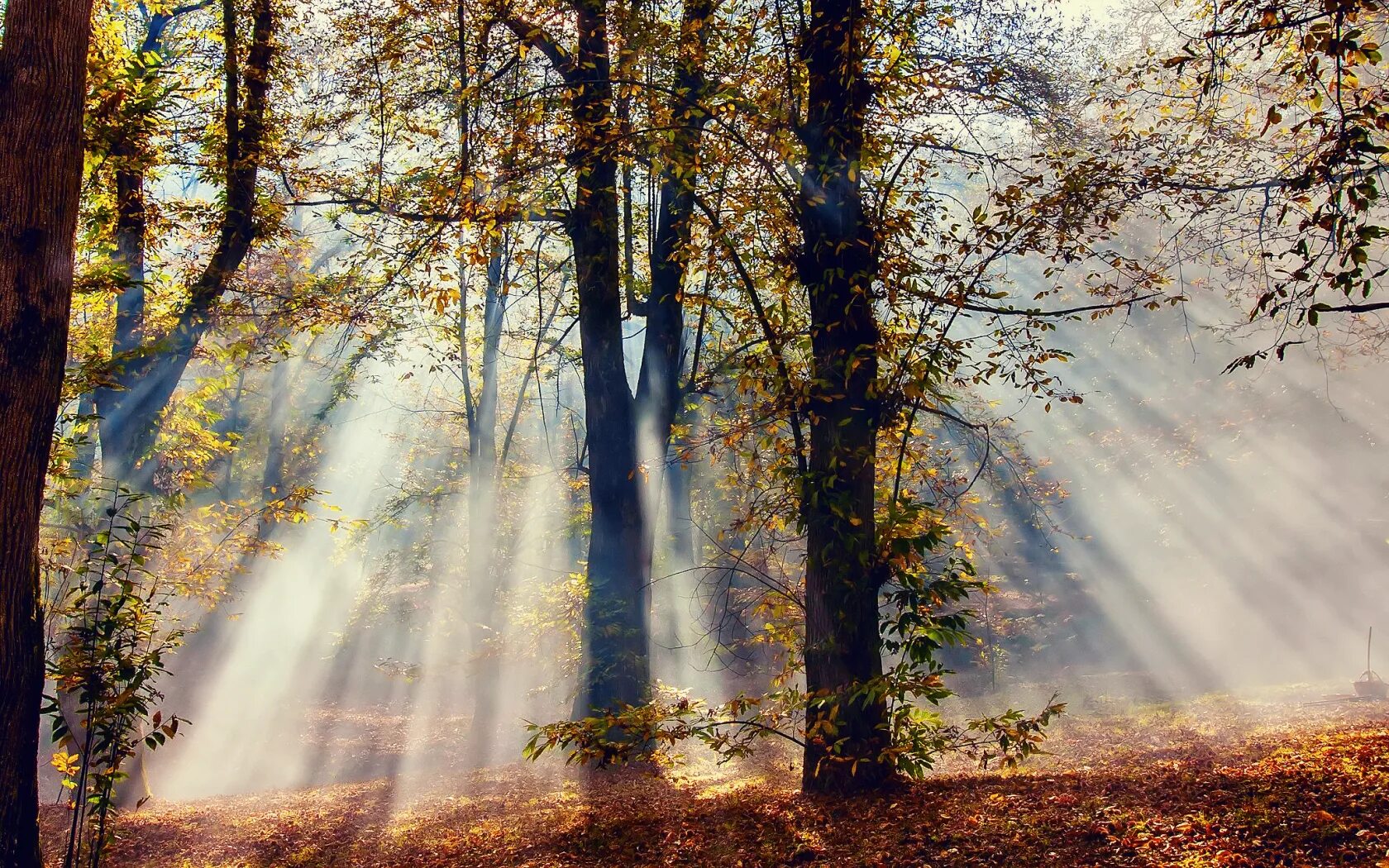 Миша сквозь листву глядит на старинный сад. Осенний лес с лучами солнца. Лучи солнца. Солнце сквозь деревья. Осеннее солнце.