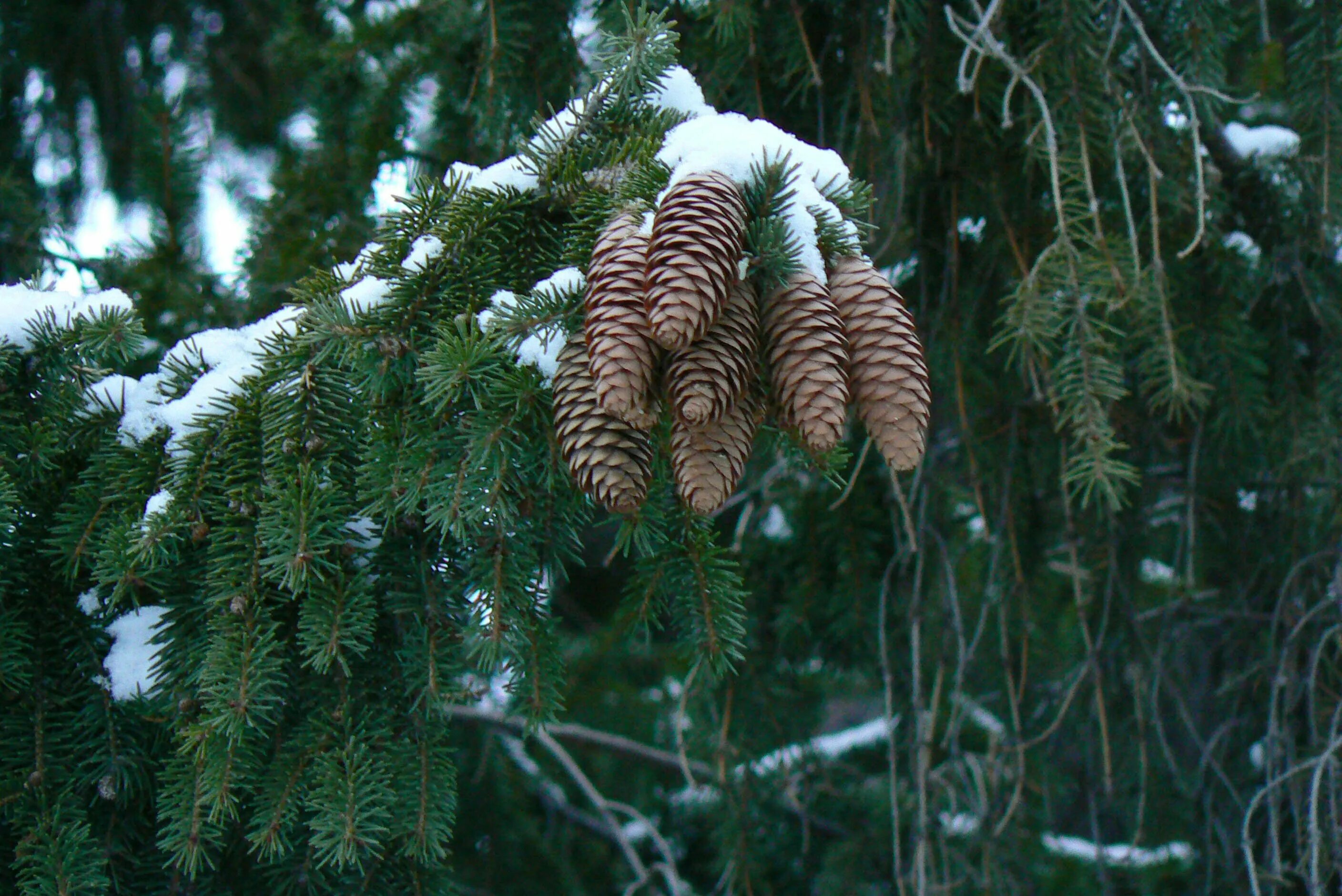 сосна и ель хвоя. ель лапник. шишки на елке. ветка еловая. ель обыкновенная лесная.