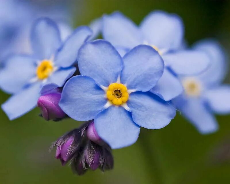 Незабудка видела. Цветок Myosotis. Незабудка сорта. Незабудка (Myosotis). Незабудка Альпийская.