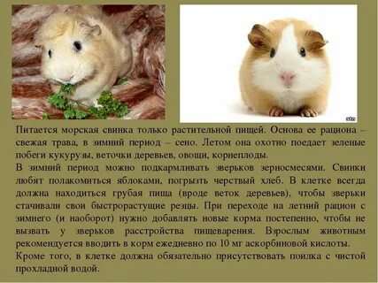 Сколько давать корма морской свинке
