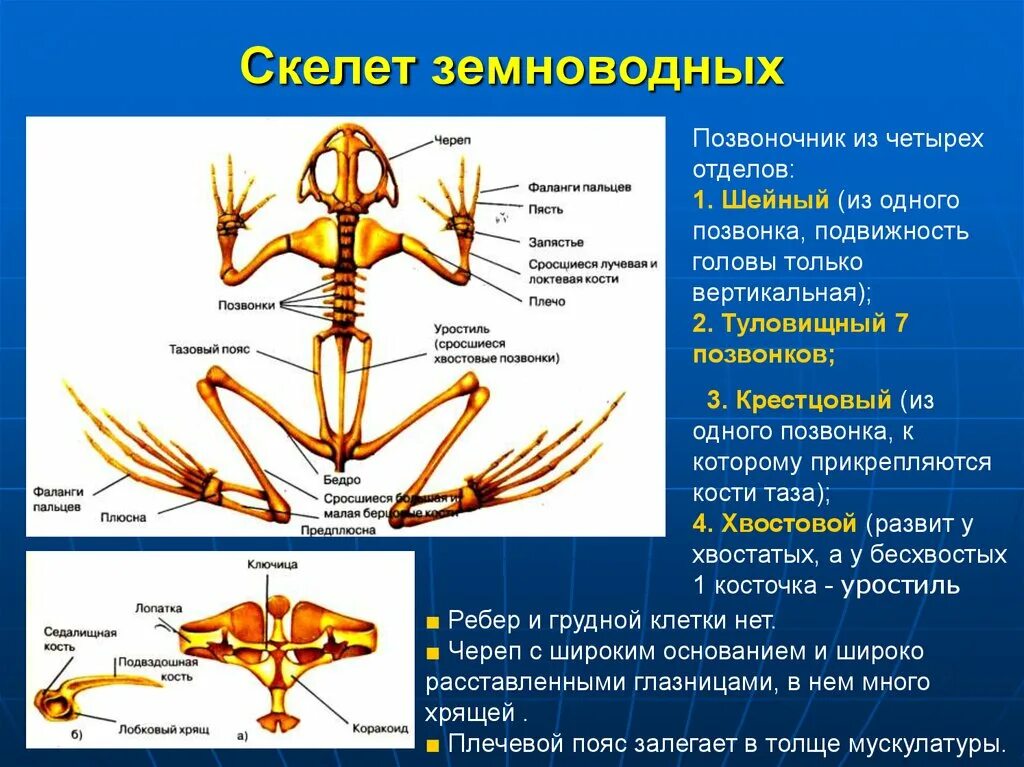 Он отличается большой и состоит из отделов. Опорно двигательная система лягушки скелет. Опорно двигательная система земноводных амфибий. Особенности строения скелета лягушки. Скелет земноводных уростиль.