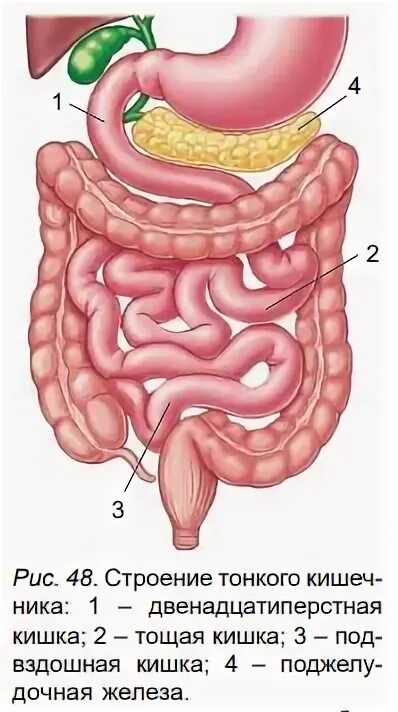 Двенадцатиперстная кишка процесс пищеварения. Двенадцатиперстная кишка и тощая кишка. Пищеварительная система птицы двенадцатиперстная кишка тощая кишка. Продвижение пищи по тонкой кишки обусловлено. Тощая кишка строение рисунок с обозначения.