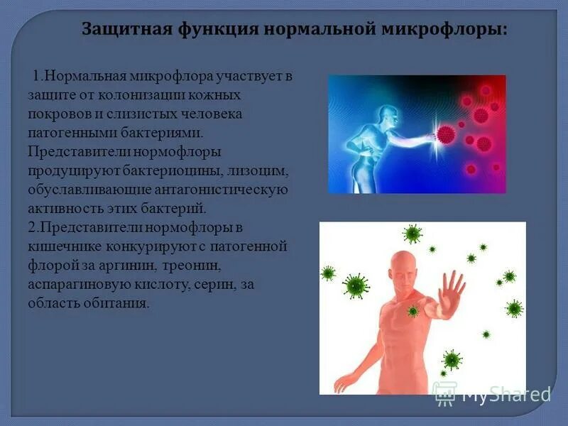 Микрофлора функции. Функции нормальной микрофлоры человека.