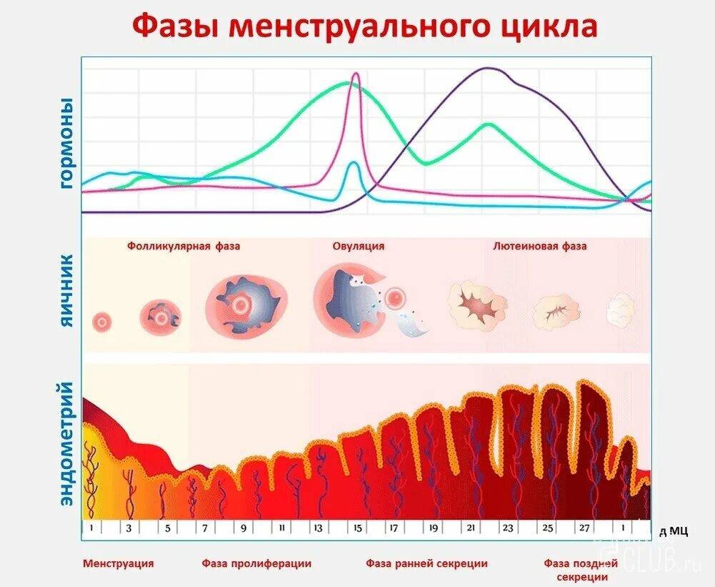 Гормоны после овуляции