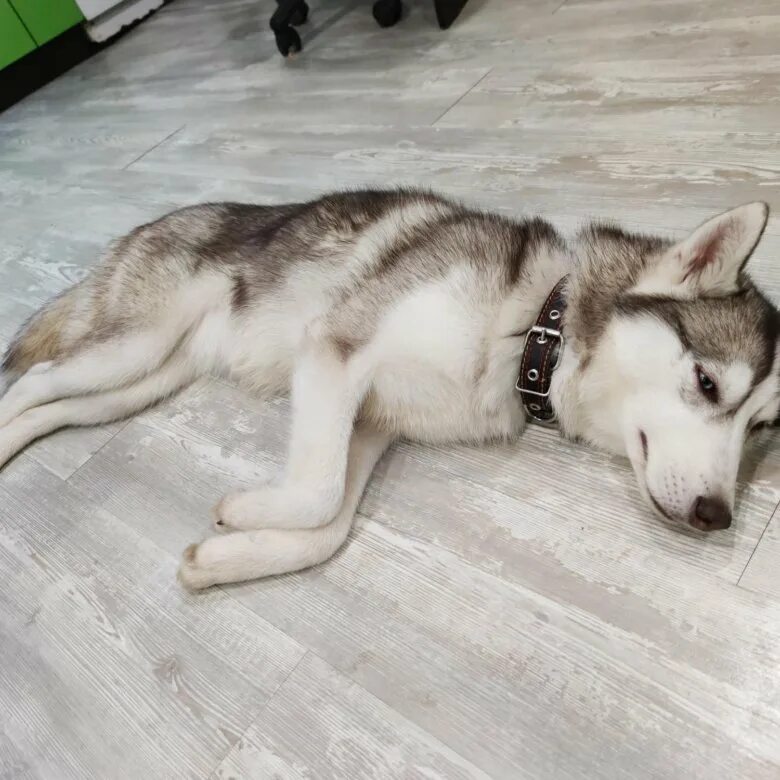 Хаски 5 месяцев. Хаски 5. щенок хаски 5 месяцев. husky 5%.