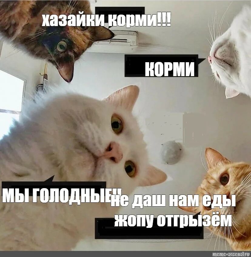 Голодным не буду 1. Мемы с голодными котами. Мемы о голодных котиках. Голодный кот Мем. Голодные коты Мем.