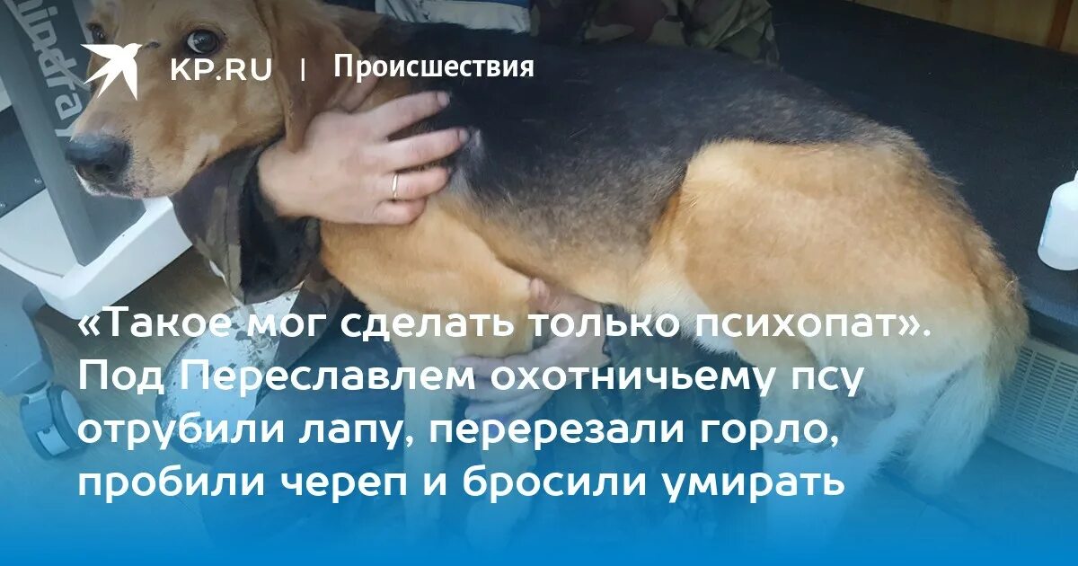 Возвращение способностей охотничьего пса 11