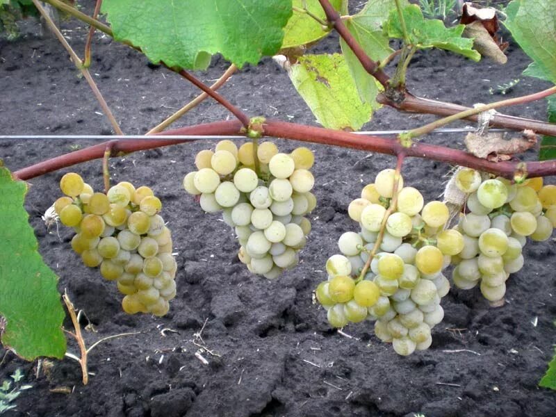 Виноград кишмиш цвет. Виноград ниагара сидлис. виноград кишмиш ниагара. куст винограда кишмиш. виноград кишмиш джой.