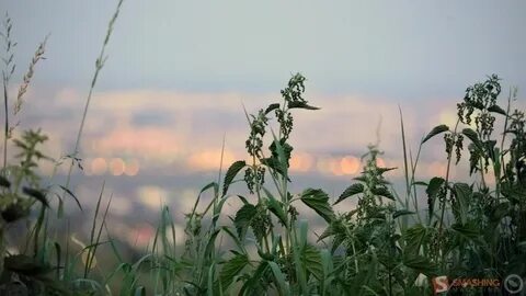 Крапива лебеда