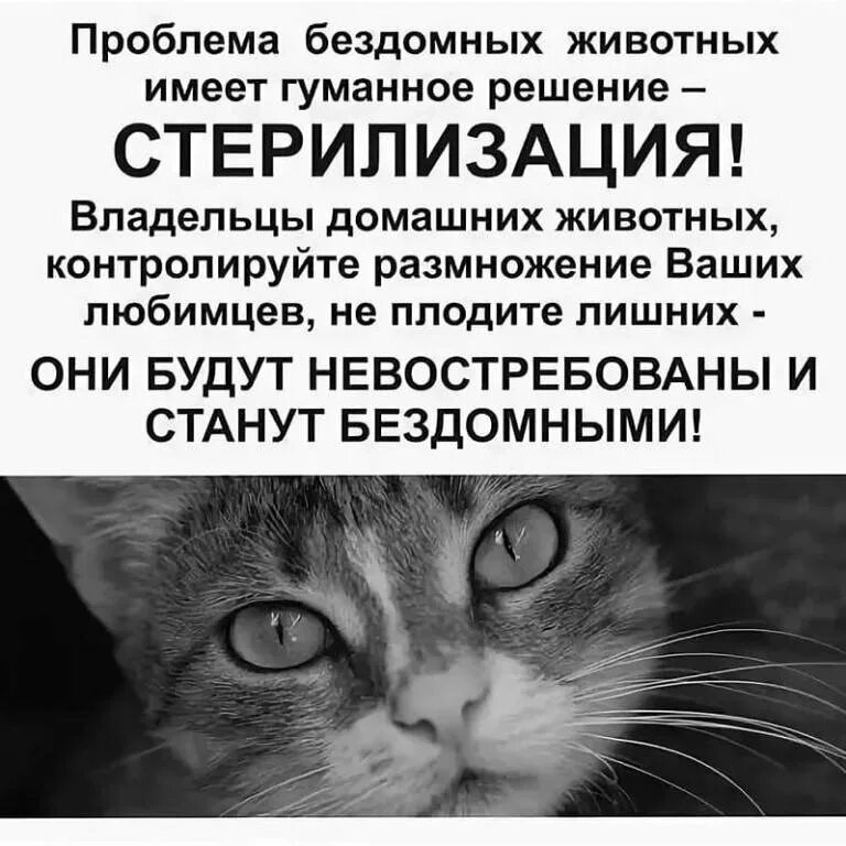 Стерилизация животных. Хочу стерилизовать. Стерилизуй бездомных животных. Стерилизация бездомных животных. Агитация о стерилизации животных.