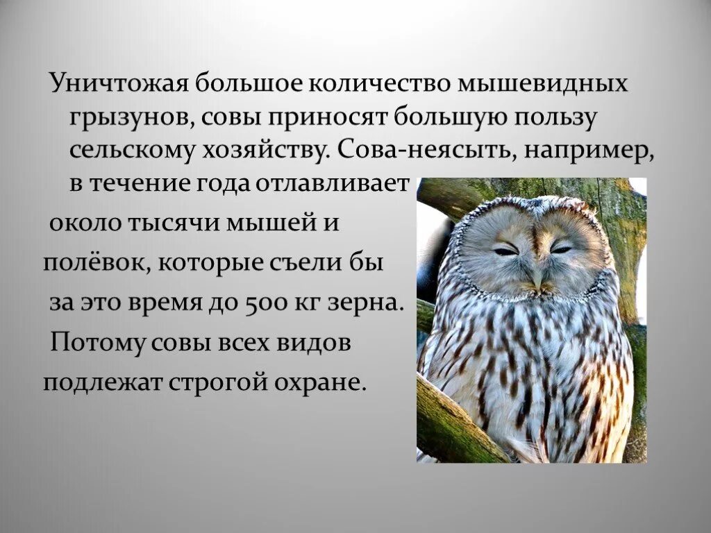 Описание Совы. Сведения о сове. Польза сов. Отряды птиц дневные Хищные Совы куриные. Польза приносимая птицами