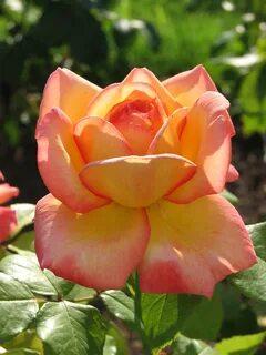 Rose america