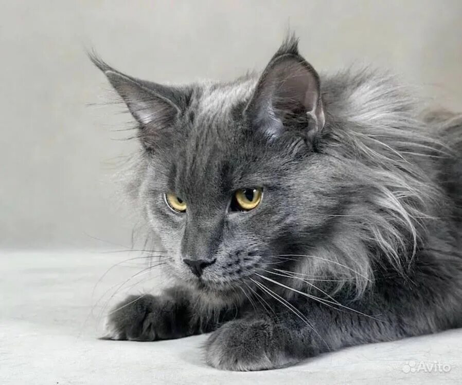 Сибирский нибелунг длинношерстный. Кот мейн кун. Мейн кун серебристый. Кошка мейн кун серая. Кот мейн кун серый.