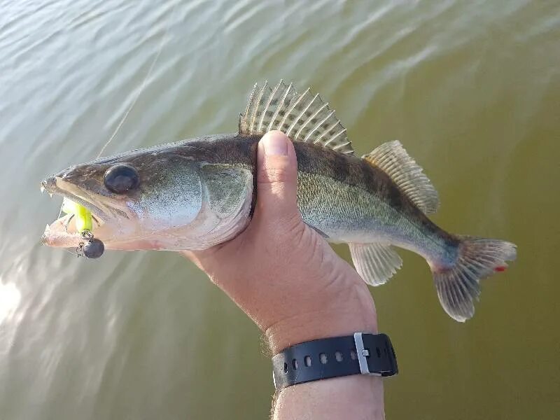 Судак рыба малек. Судаки окуневые. Судак малек сеголетка. Обыкновенный судак мальки. Берш малек.