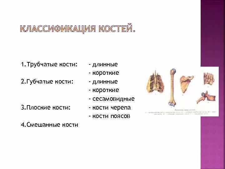 Характеристика и классификация костей. Характеристика и классификация костей