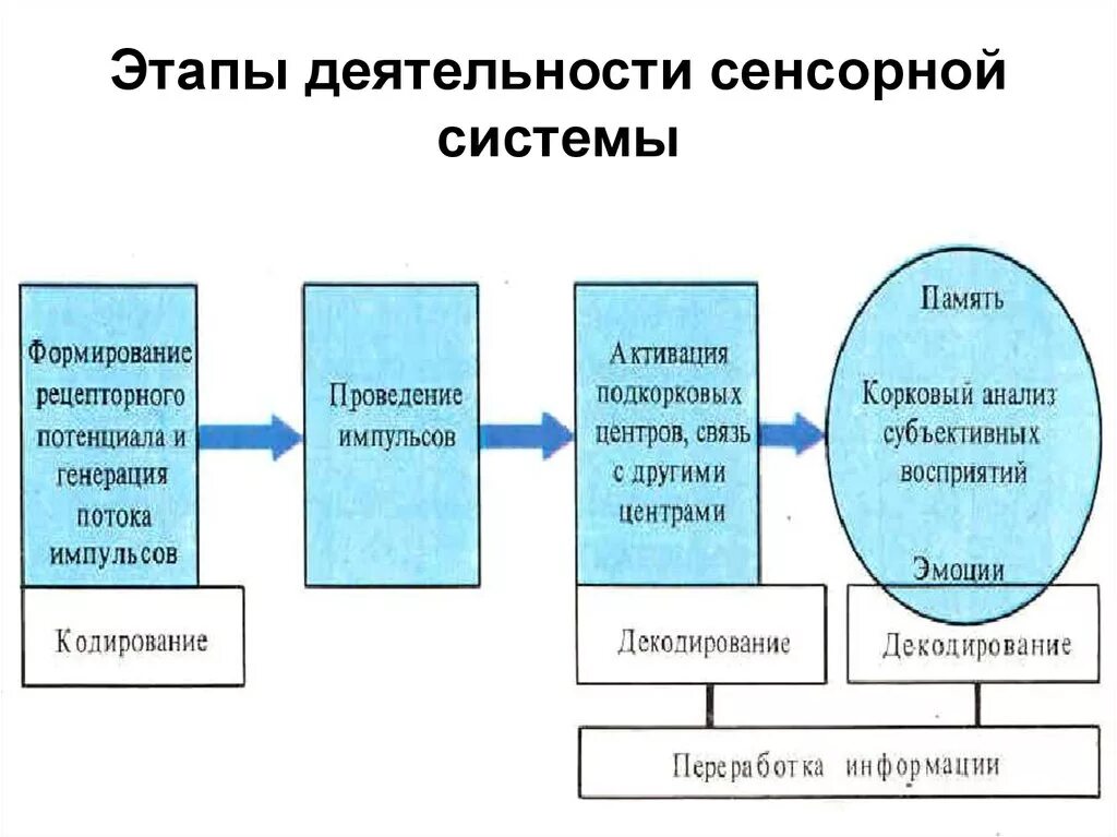 Уровни сенсорных систем. Общая схема работы сенсорной системы. Последовательность обработки информации в сенсорных системах. Общие закономерности развития сенсорных систем. Схема структурно функциональной организации сенсорной системы.