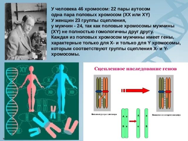 У мужчин хромосомы XY. XX XY хромосомы. XX или XY хромосомы. Х хромосома это мужская