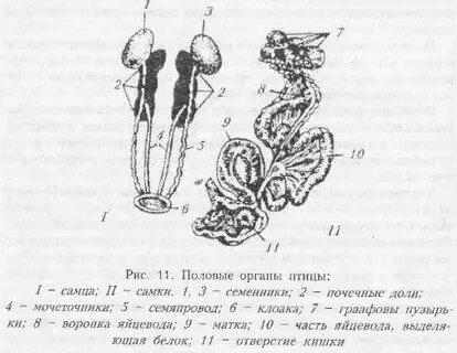 Половая система птиц самок